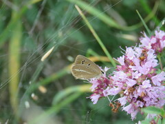 Polyommatus ripartii