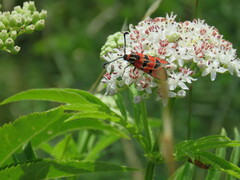 Zygaena hilaris
