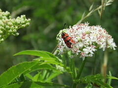 Zygaena hilaris