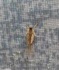 Systolederus cinereus