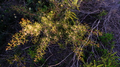 Hakea trifurcata