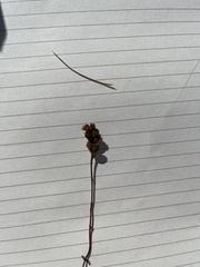 Juncus squarrosus