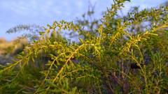 Acacia spathulifolia