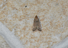 Bostra obsoletalis