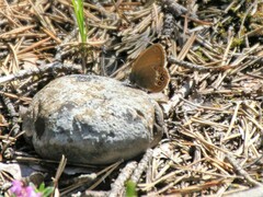 Coenonympha hero
