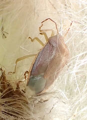 Piezodorus lituratus