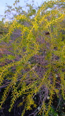 Acacia spathulifolia