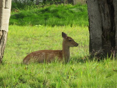 Cervus nippon yesoensis