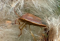 Piezodorus lituratus
