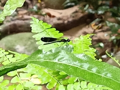 Aristocypha fenestrella