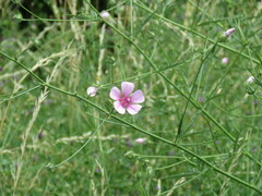 Althaea cannabina