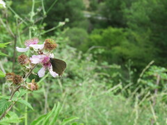Satyrium esculi
