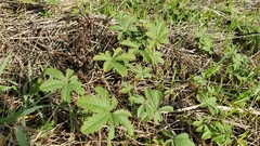 Potentilla reptans