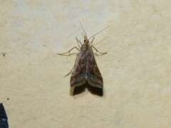 Diasemia monostigma