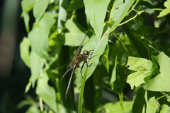 Somatochlora meridionalis