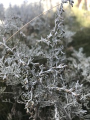 Artemisia maritima