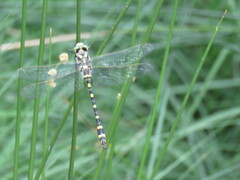 Cordulegaster boltonii