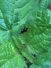 Anthocoridae