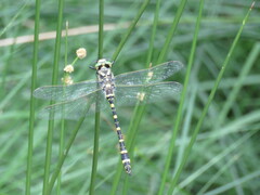 Cordulegaster boltonii