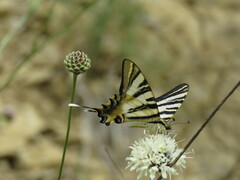 Iphiclides feisthamelii