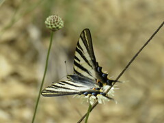 Iphiclides feisthamelii