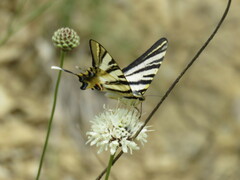 Iphiclides feisthamelii