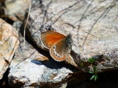 Coenonympha gardetta