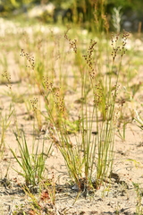 Juncus alpinoarticulatus