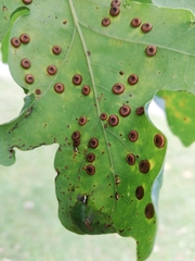 Neuroterus numismalis