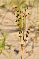 Juncus alpinoarticulatus