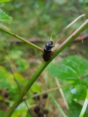Harpalus rufipes