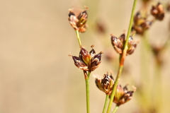 Juncus alpinoarticulatus