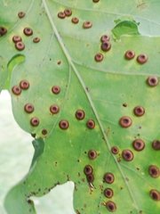 Neuroterus numismalis