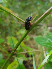 Harpalus rufipes