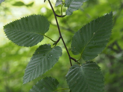Betula grossa observed 2018-08-12