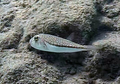 Torquigener flavimaculosus