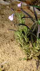 Pigea calycina