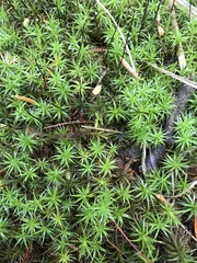 Polytrichum formosum