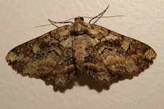 Paradromulia ambigua