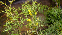 Synaphea