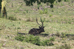 Rusa timorensis