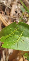 Phasmatinae