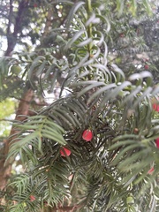 Taxus baccata