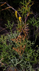 Synaphea