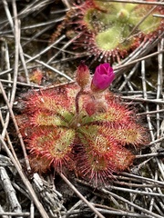 Drosera spatulata