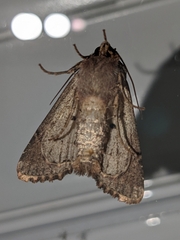 Mniotype occidentalis