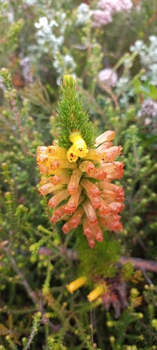 Image of Mealie Heath (Erica patersonia) by (c) Adele SL, some rights reserved (CC BY)