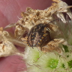 Agonoscelis versicoloratus