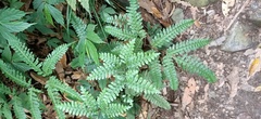 Pteris amoena