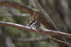 Charaxes jasius